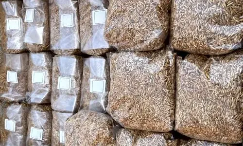 bolsas semillas micelio